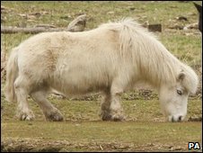 The 'sausage-dog horse', via BBC News online