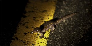 Nancy Wegard for The New York Times